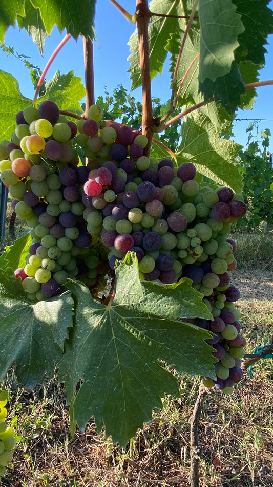 Invaiatura dei grappoli: Un momento cruciale nel ciclo vitivinicolo