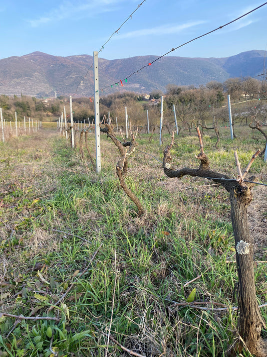 La potatura invernale della vite: un gesto essenziale per il futuro del vino